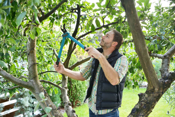 Best Tree Trimming Near Me  in Blue Mound, IL